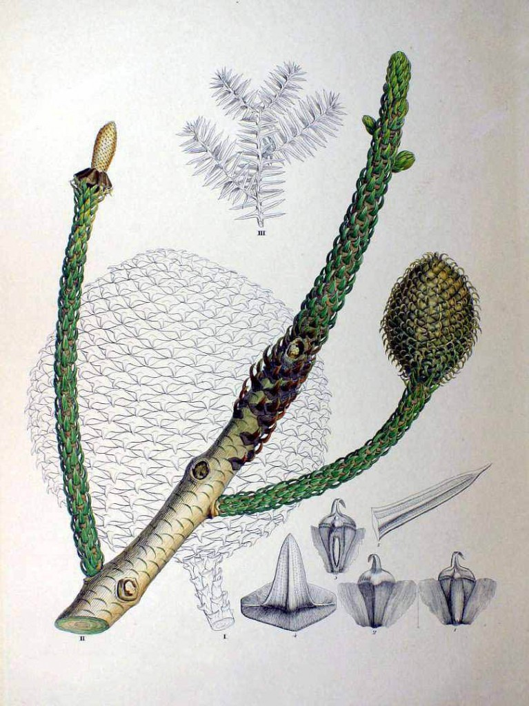 Araucaria Cunninghamii