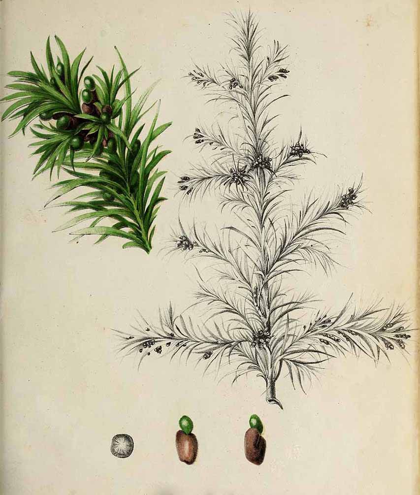 Тис головчатый костянковый (Cephalotaxus drupacea)