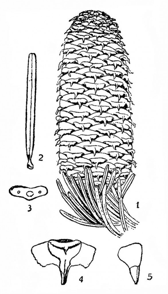 Abies lasiocarpa