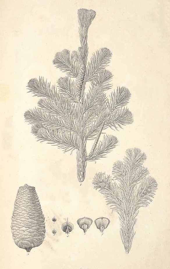 Пихта сибирская (Abies sibirica)