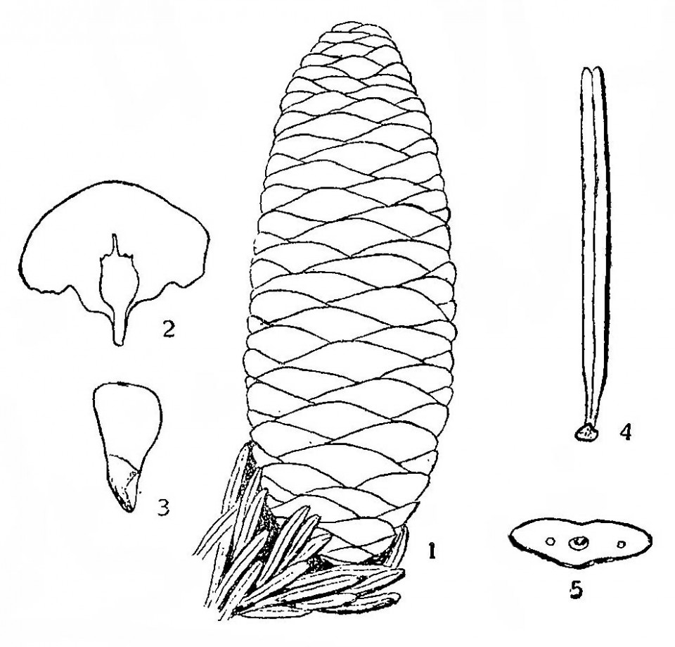 Abies sachalinensis