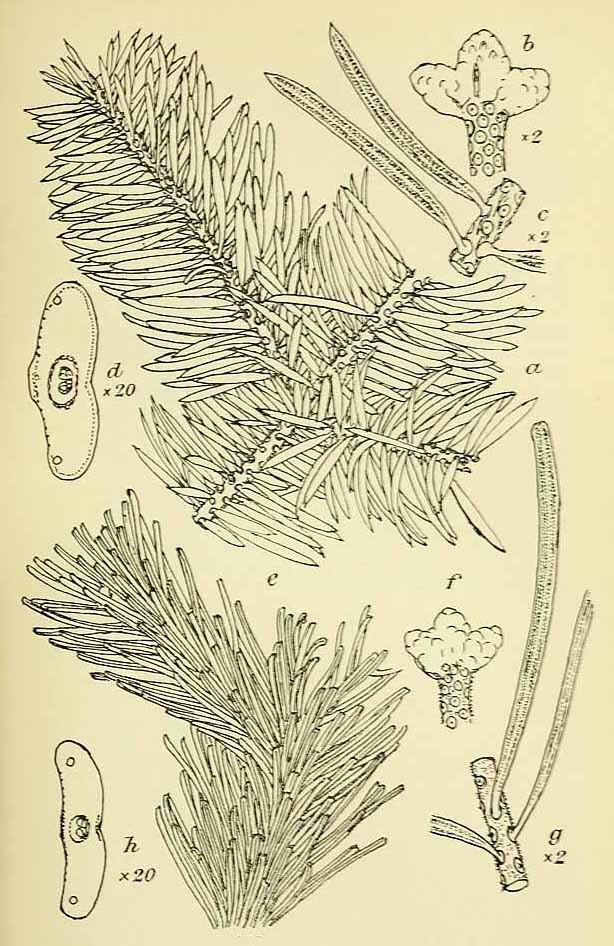 Пихта сахалинская (Abies sachalinensis)