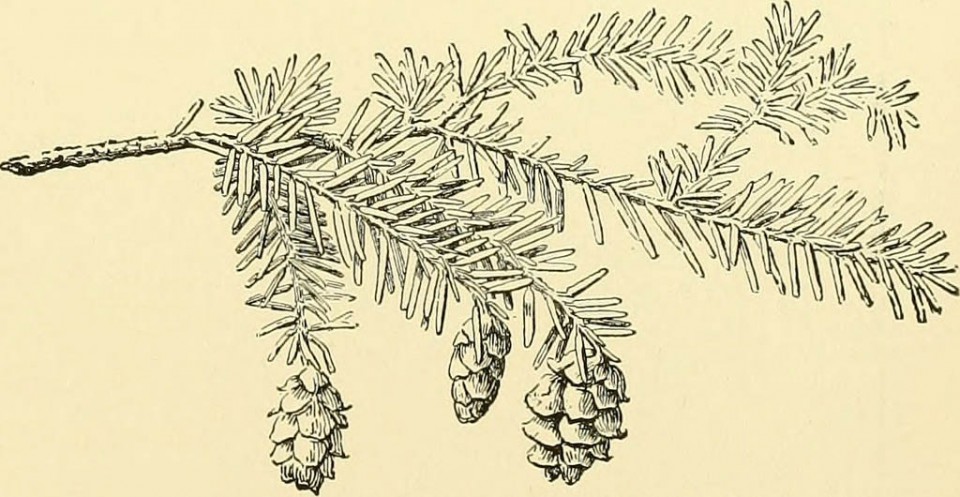 Пихта камчатская или тонкая (Abies gracilis)