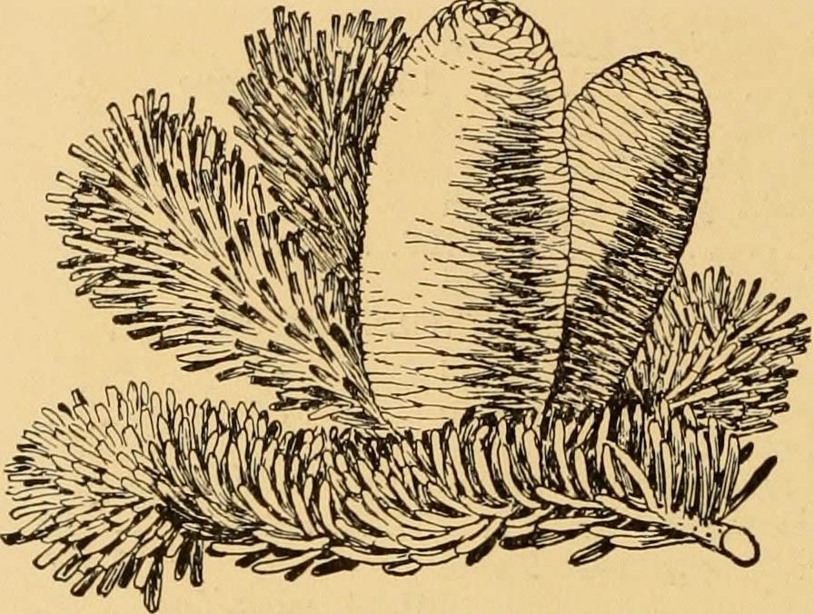 Пихта Вильсона (Abies Wilsonii)