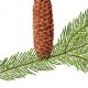 Пихта Майра (Abies Mayriana)