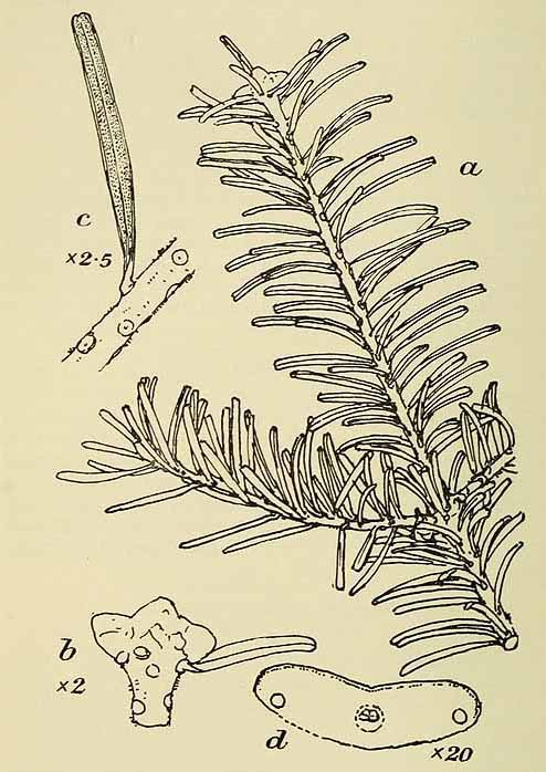 Пихта корейская (Abies koreana)