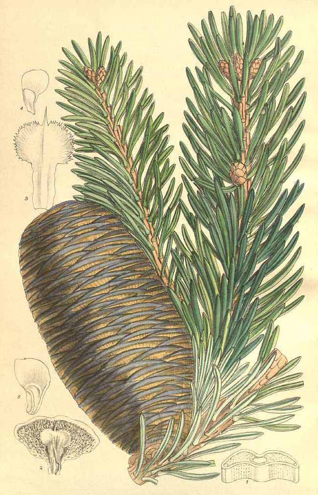 Пихта Мериса (Abies Mariesii)