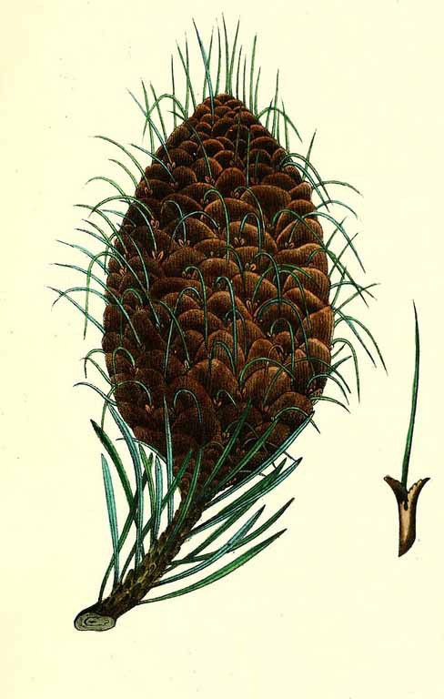 Пихта криволистная (Abies recurvata)