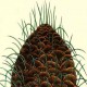 Пихта криволистная (Abies recurvata)