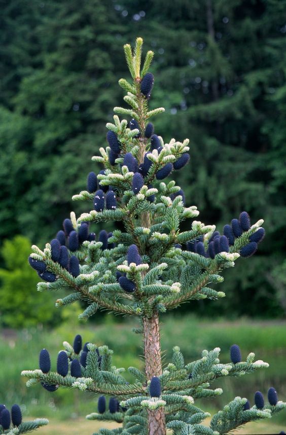 Пихта чешуйчатая (Abies squamata)