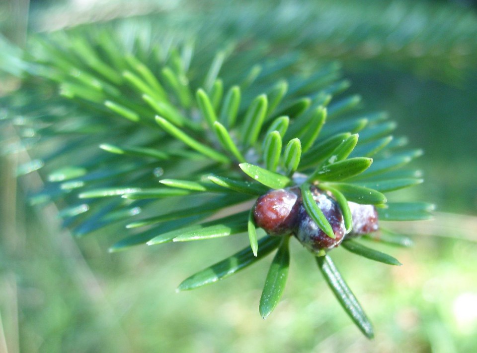 Пихта Фаргеза (Abies Fargesii)