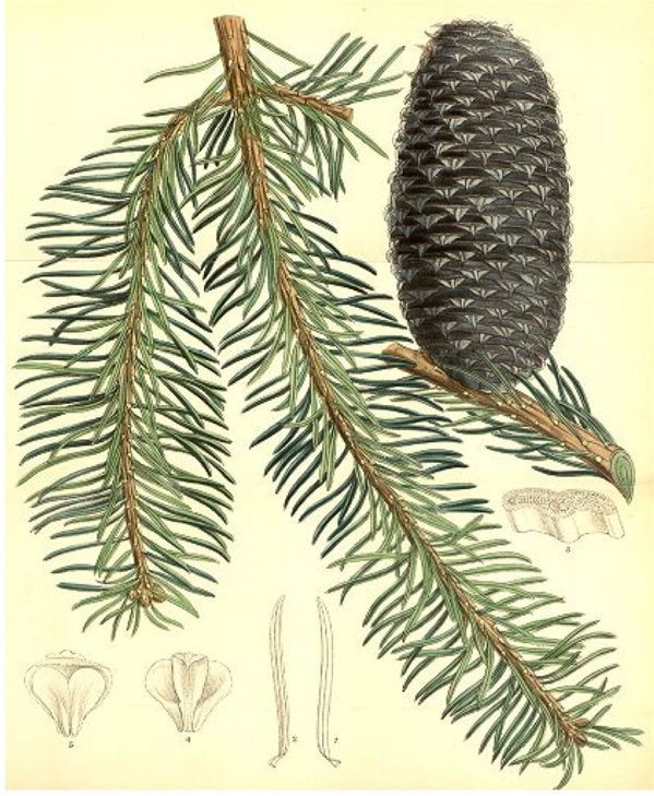 Пихта цельнолистная (Abies holophylla)