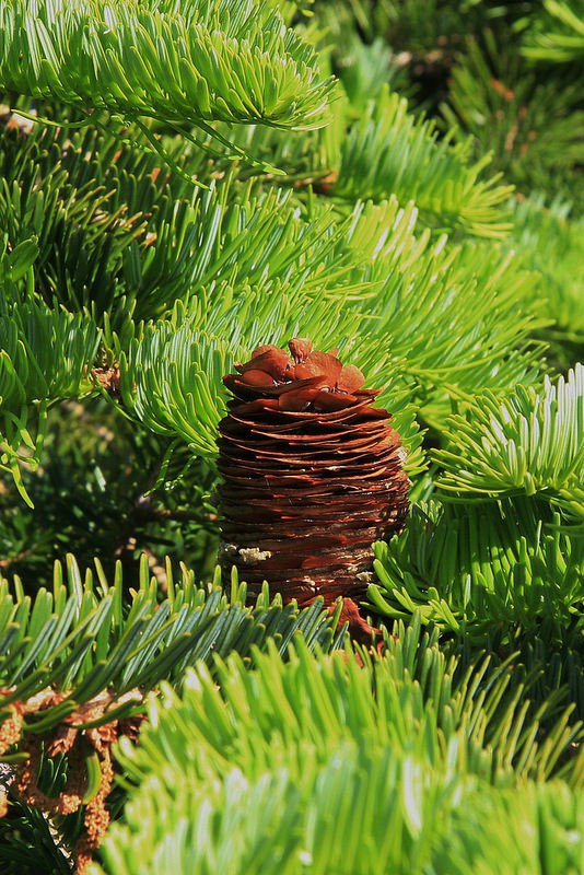 Пихта шенсийская (Abies chensiensis)