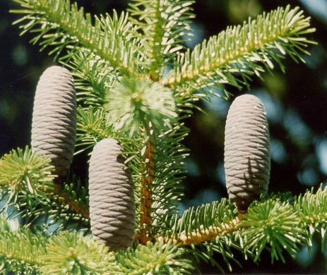 Пихта Бейсснера (Abies Beissneriana)