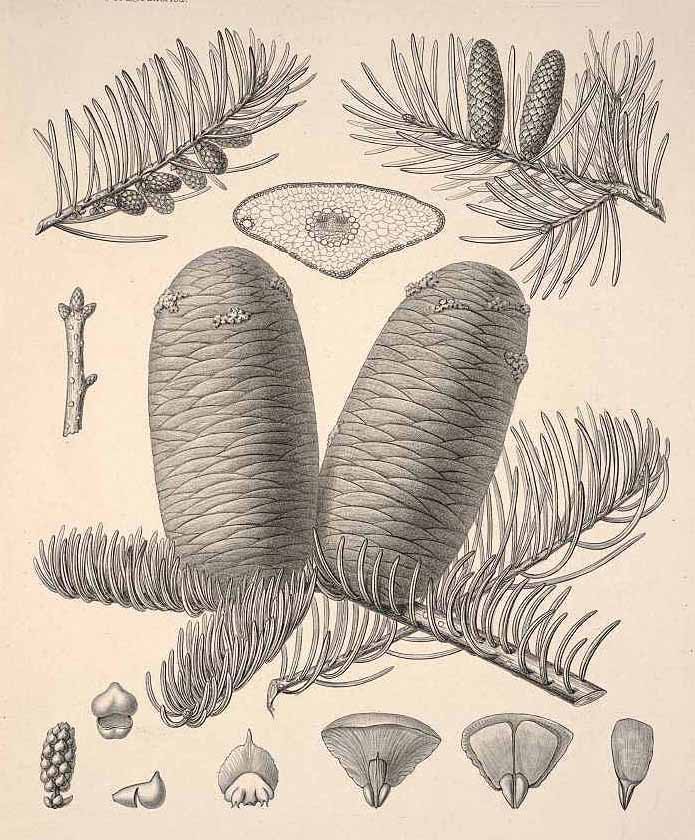 Пихта одноцветная (Abies concolor)