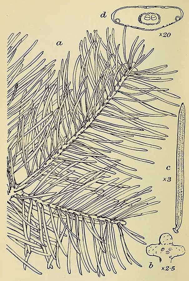 Пихта Лоуа (Abies Lowiana)