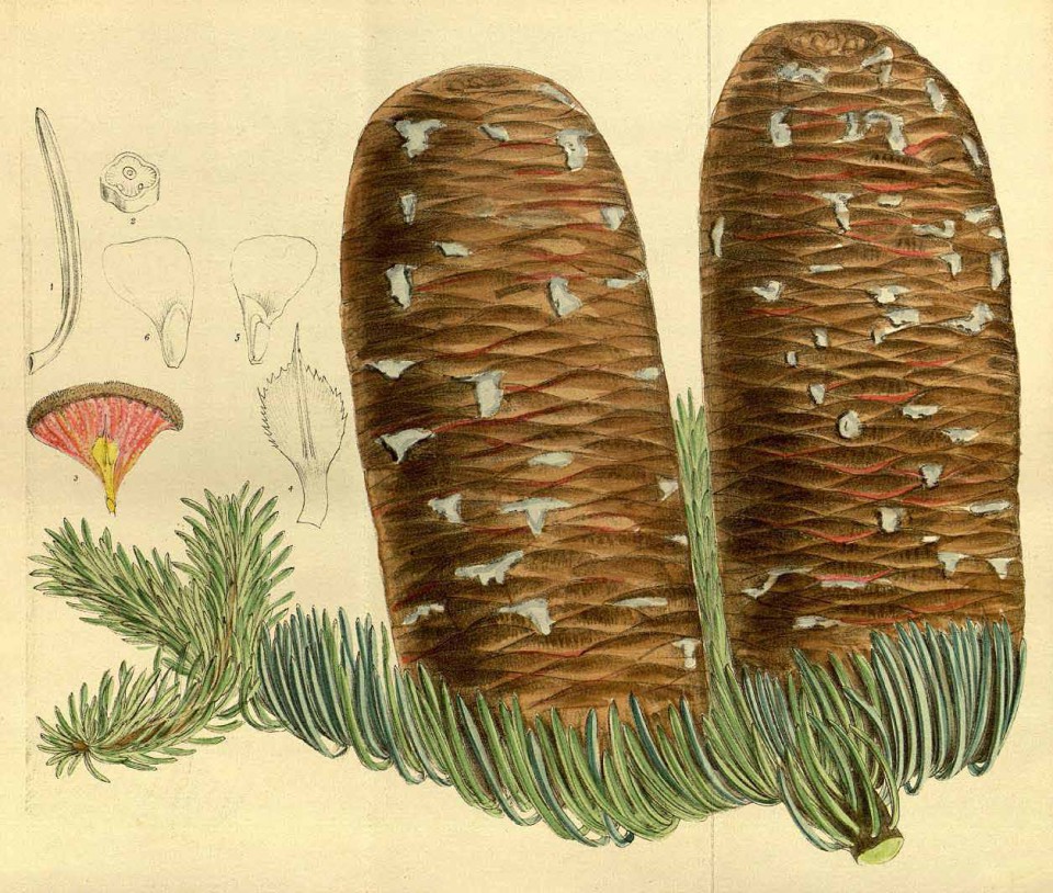 Пихта великолепная или красивая (Abies magnifica)