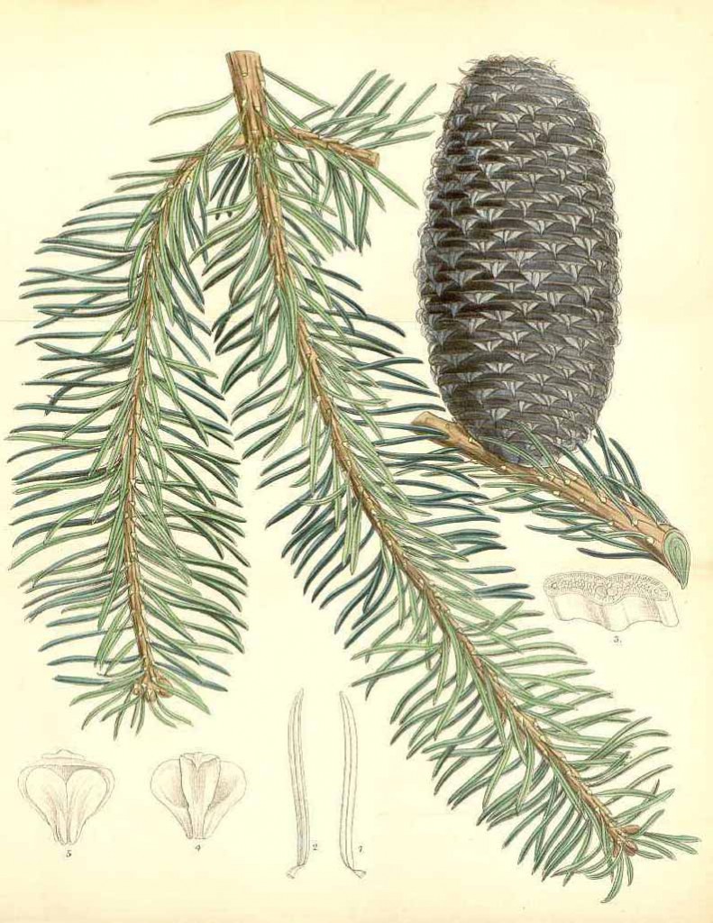 Пихта священная или мексиканская (Abies religiosa)