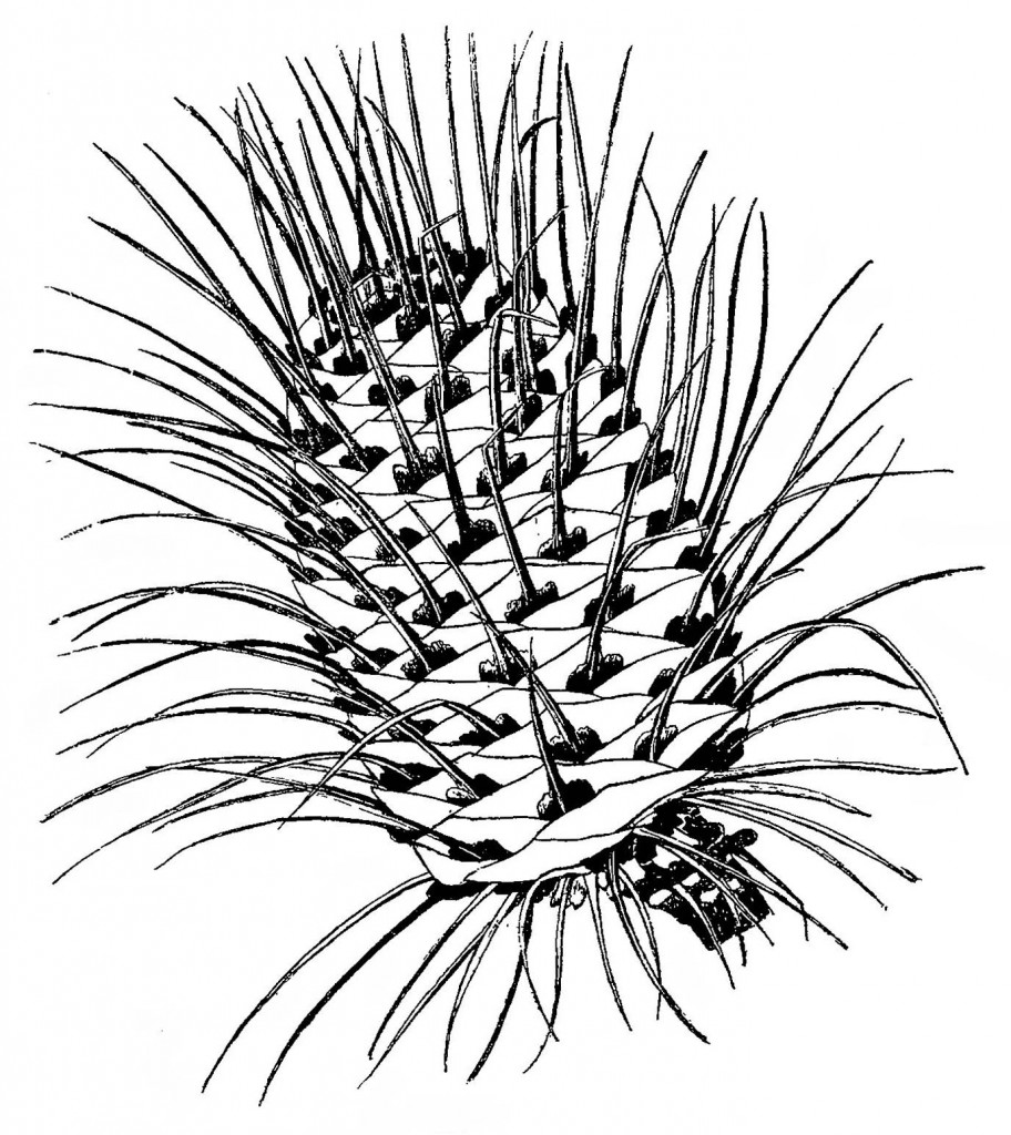 Abies venusta. Шишка.