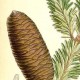 Пихта равночешуйчатая (Abies homolepis)