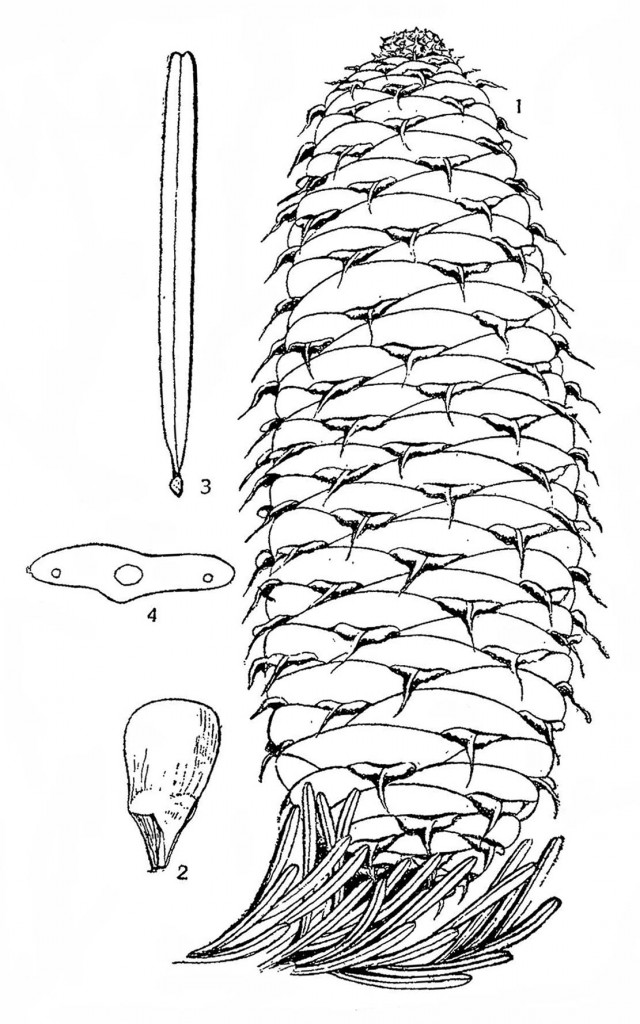 Abies Nordmanniana