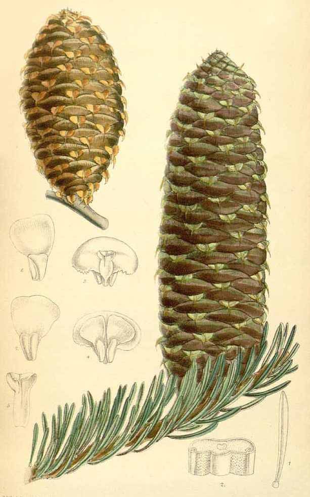 Пихта Нордманна или кавказская (Abies Nordmanniana)