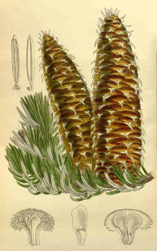 Пихта греческая (Abies cephalonica)