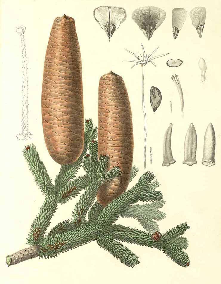 Пихта испанская (Abies pinsapo)