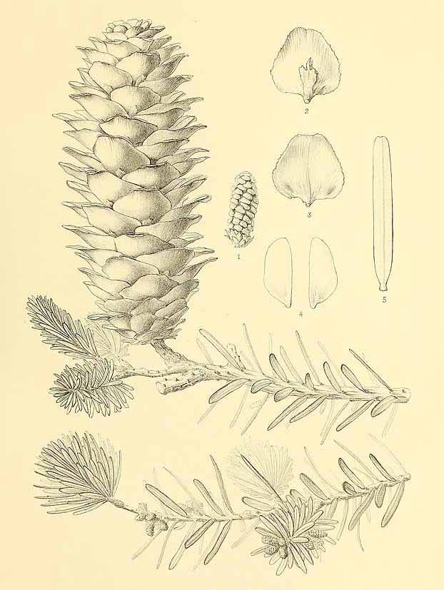 Кетелеерия Давида (Keteleeria davidiana)