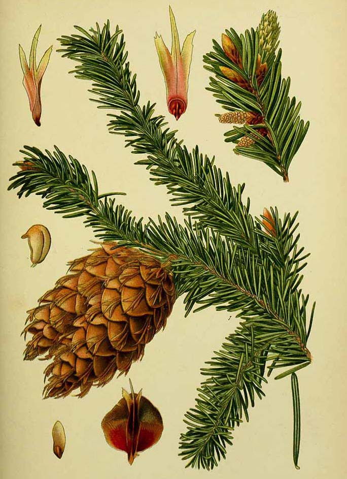 Лжетсуга тисолистная (Pseudotsuga menziesii)