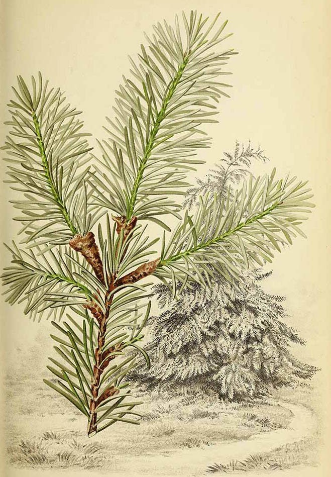 Лжетсуга сизая (Pseudotsuga glauca)