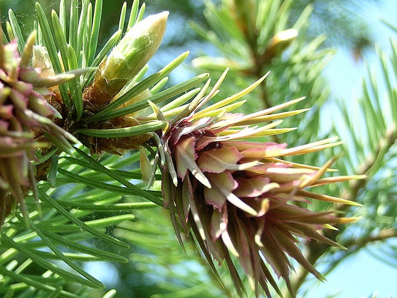 Лжетсуга серая (Pseudotsuga caesia)