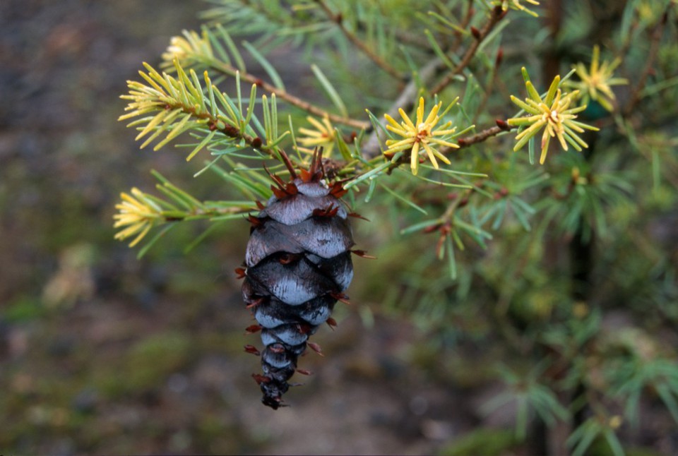 Лжетсуга японская (Pseudotsuga japonica)