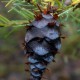 Лжетсуга японская (Pseudotsuga japonica)