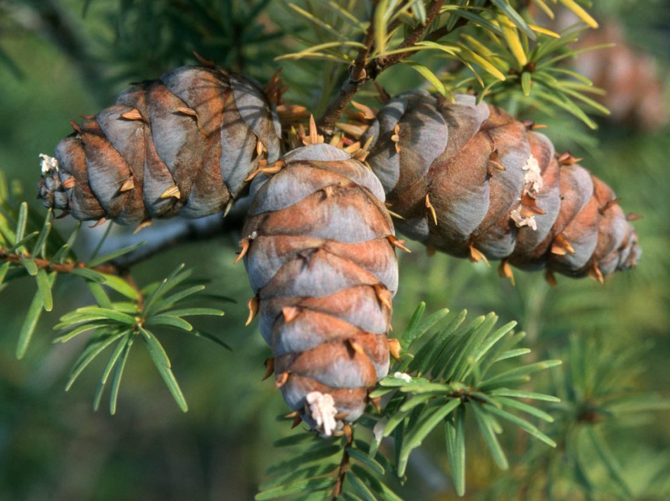 Лжетсуга китайская (Pseudotsuga sinensis)