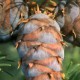 Лжетсуга китайская (Pseudotsuga sinensis)