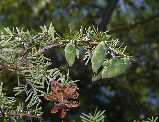 Тсуга каролинская (Tsuga caroliniana)