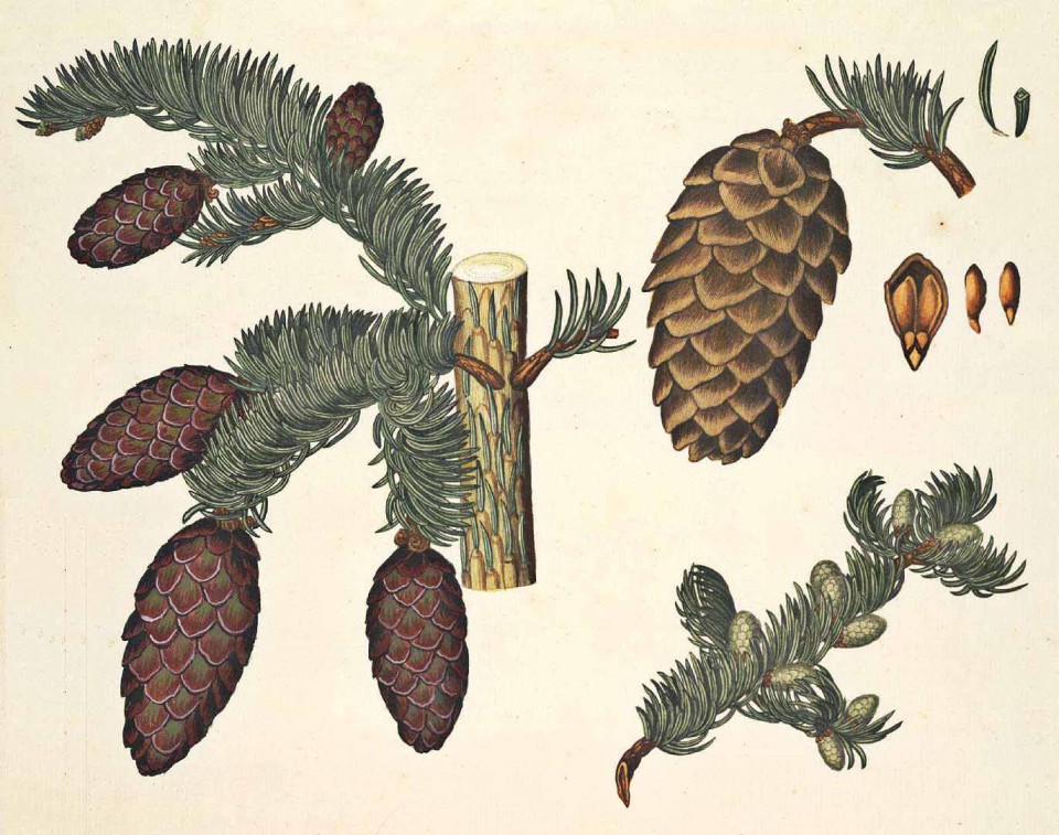 Ель обыкновенная или европейская (Picea excelsa)