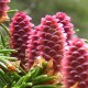 Ель финская (Picea fennica)