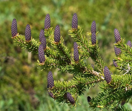 Ель сибирская (Picea obovata)