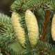 Ель корейская (Picea koraiensis)