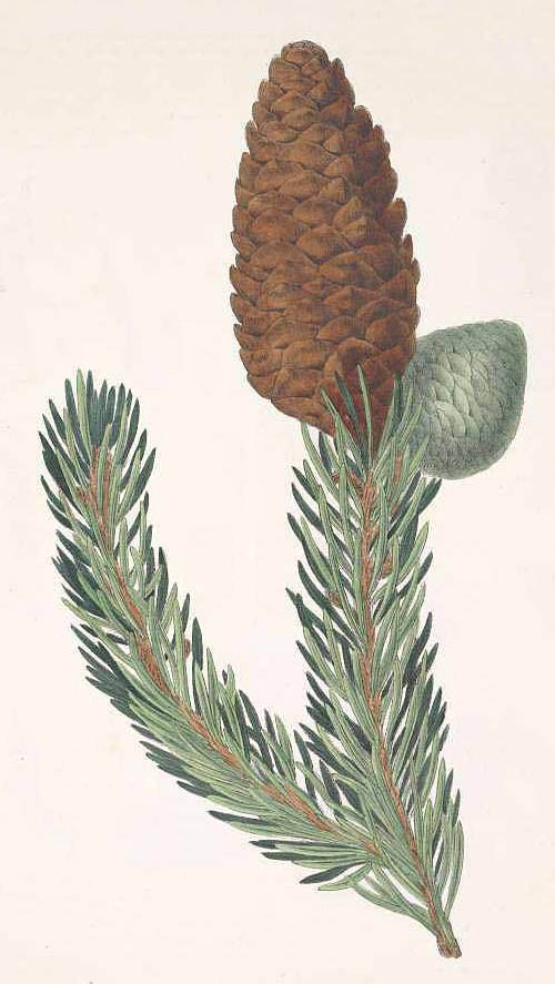 Ель гималайская или индийская (Picea morinda)