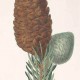 Ель гималайская или индийская (Picea morinda)