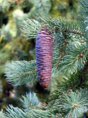 Ель Шренка или тянь-шанская (Picea Schrenkiana)