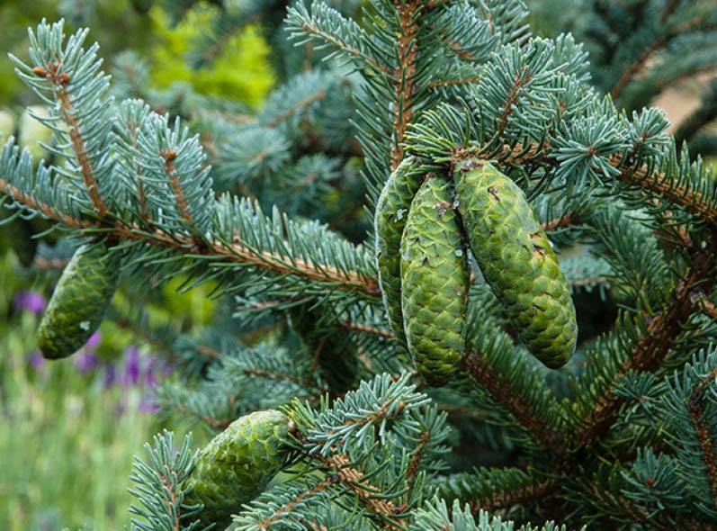 Ель Вильсона (Picea Wilsonii)