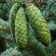 Ель Вильсона (Picea Wilsonii)