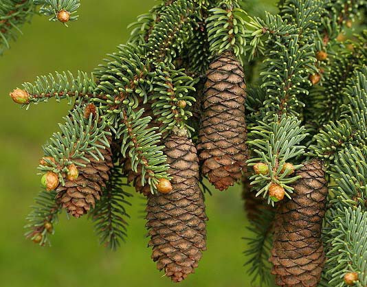 Ель Максимовича (Picea Maximowiczii)