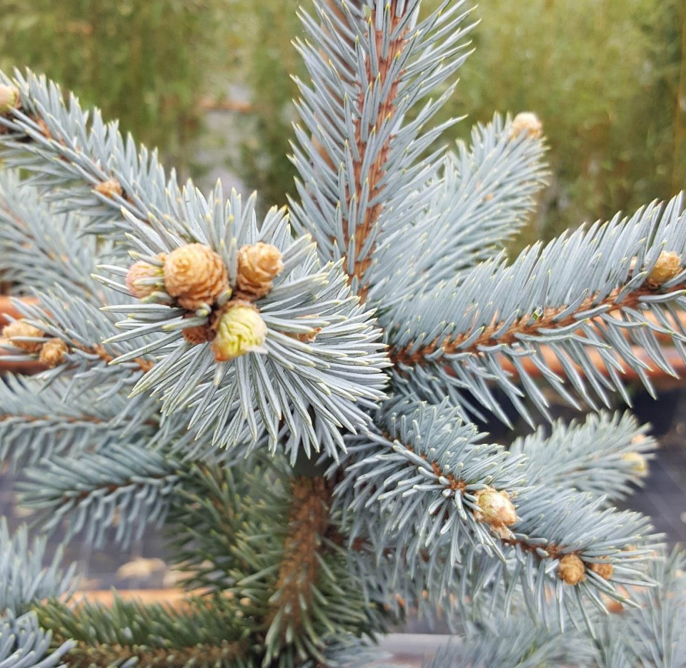 Ель колючая (Picea pungens)