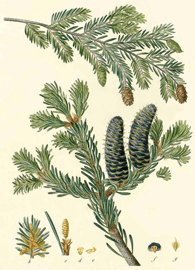 Ель канадская или белая (Picea canadensis)