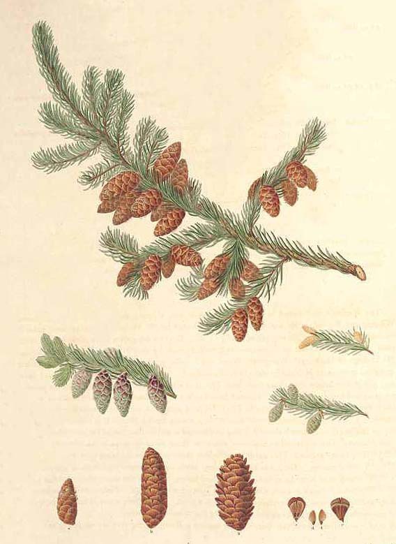 Ель красная (Picea rubra)